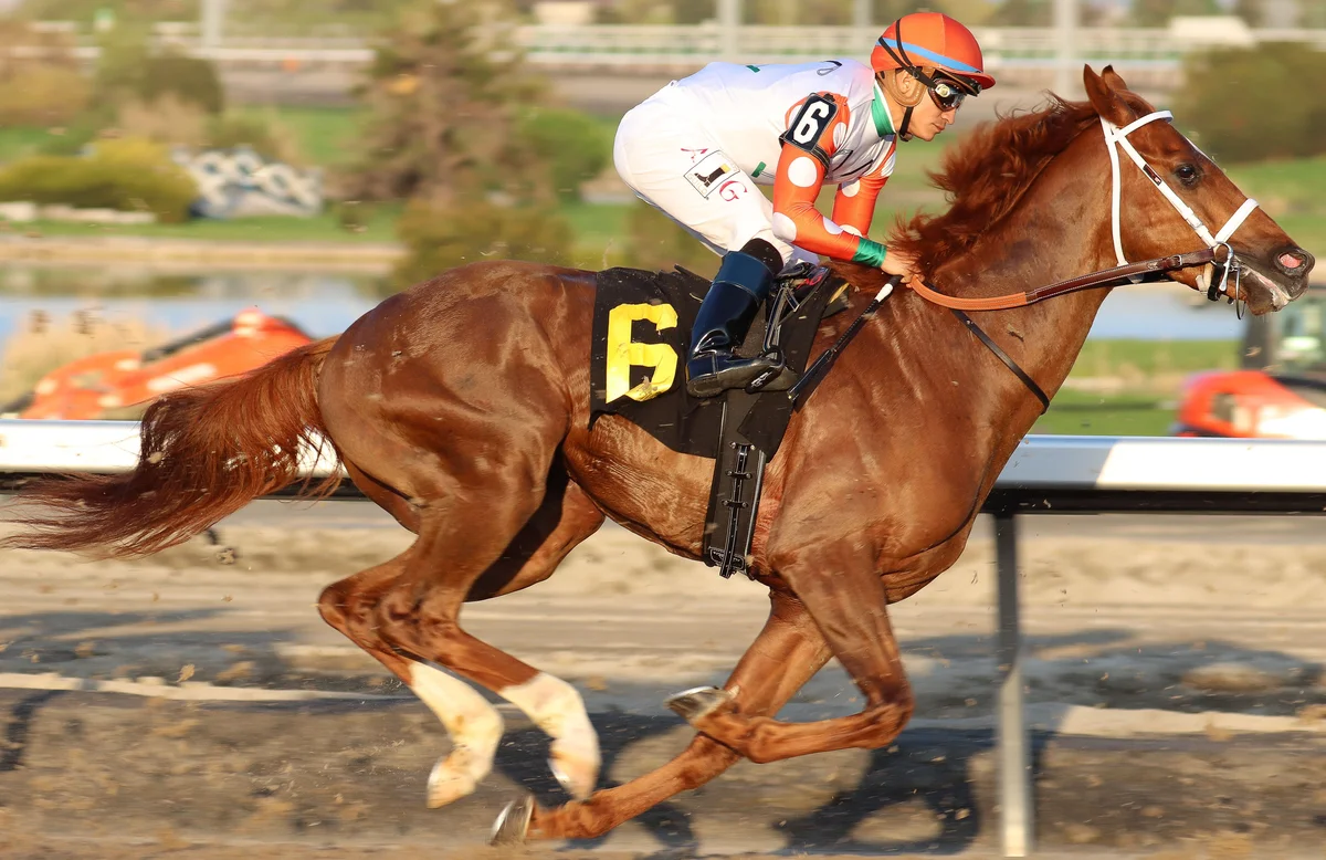 A jockey and thoroughbred racehorse competing on the Woodbine track
