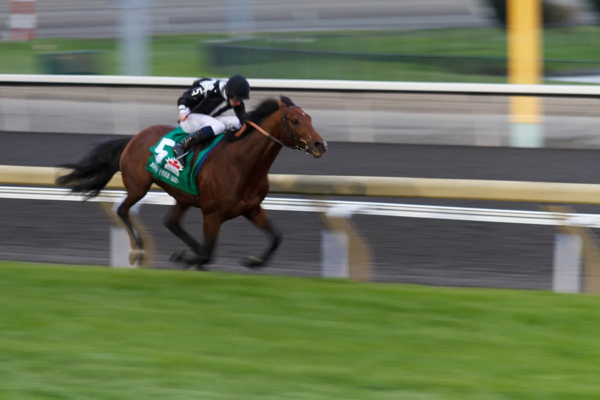 A jockey and thoroughbred racing on the turf course at Woodbine