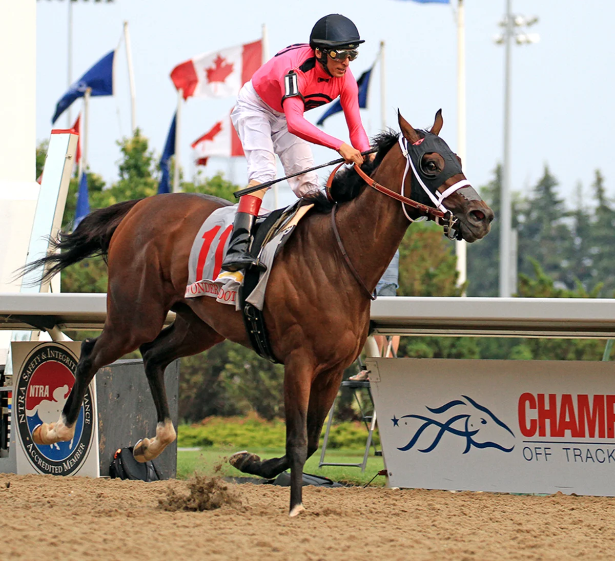 A jockey and thoroughbred racing down the track at Woodbine during the Queen's Plate
